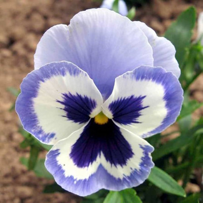 wequality Pansy seeds/Pansy seed 37 Seed(37 per packet)