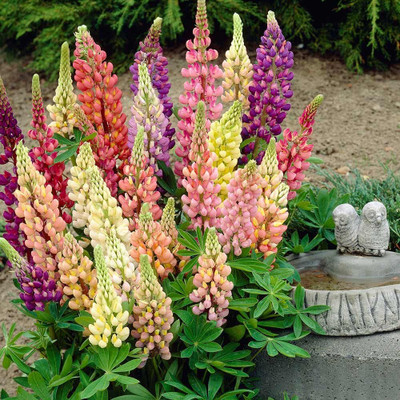 Lorvox Lupin Mix Dwarf Flower Seed(34 per packet)