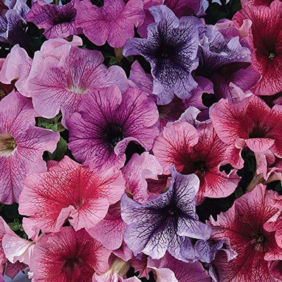 CYBEXIS GUA-49 - Daddy Mix Petunia Mix of Blue Red Sugar and Peppermint - (60 Seeds) Seed(60 per packet)