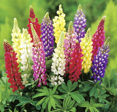 CWAN Perennial Lupine Mix of colors Seed(30 per packet)