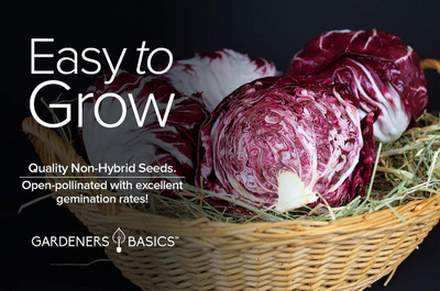 WILLVINE VMR -V Red Acre Cabbage Seeds [50g] Seed(15000 per packet)