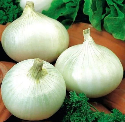 Biosnyg Disease-Resistant White Queen Round Onion Seeds For Gardening-(1500 Seeds) Seed(1500 per packet)