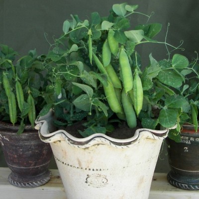 MYLAWN Pea Half Pint (First Early) Seed(200 per packet)