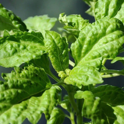 VibeX XLL-35 - Lettuce Leaf Basil - (4500 Seeds) Seed(4500 per packet)
