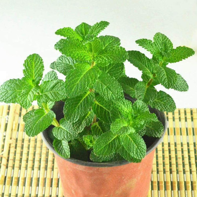 CYBEXIS Mentha spicata Organic Edible Lemon Hummingbird Mint Herb Seeds2800 Seeds Seed(2800 per packet)