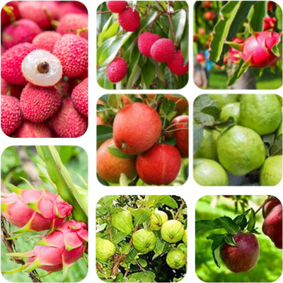 seedx Combo Pack Of -Litchi-Apple-Dragon Fruit-Guava Seed(60 per packet)
