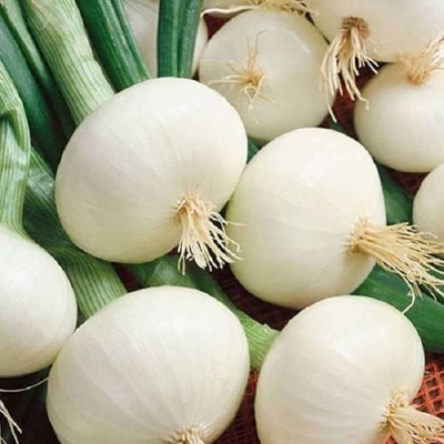 Infintegreen WHITE ONION Seed(100 per packet)