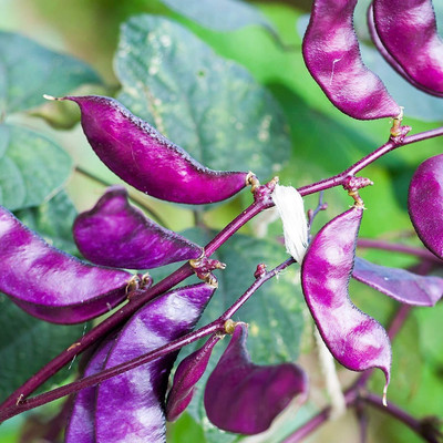 CRGO BEANS Seed(65 per packet)