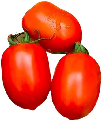 Quentova Red tomatoes-VISHVA-5F Seed(200 per packet)
