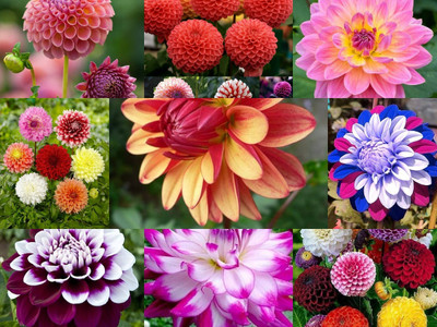 ibains Dahlia seeds all colours hybrid, Dahlia seeds mixed double f1 hybrid Seed(30 per packet)