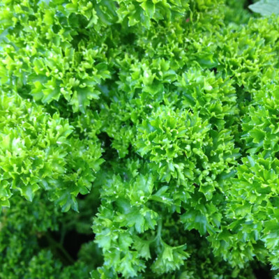 SOWCAN Moss Curled Leaf Parsley -Organic Parsley Seed(100 per packet)