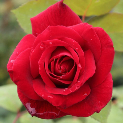 Qualtivate PUA-1A Hybrid Tea Rose Seed Red Seed(25 per packet)