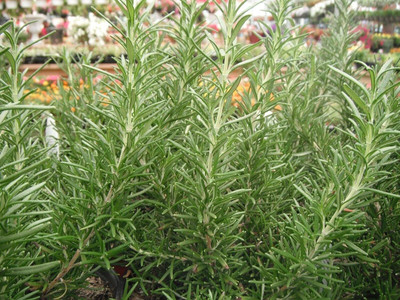 Qualtivate PUAS-71 Non-GMO Rosemary Seeds Seed(500 per packet)