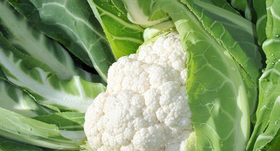 CYBEXIS APRISTA Cauliflower Variety1000 Seeds Seed(1000 per packet)