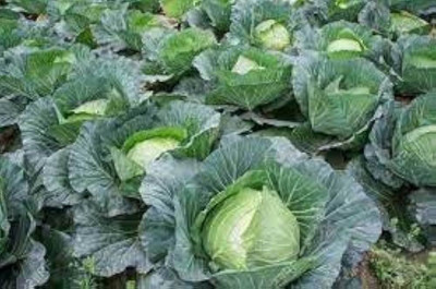 ibains Cabbage seeds hybrid pack of 70 Seed(70 per packet)
