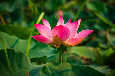Greenfall 10 Lotus Seeds for Serene Spaces Seed(10 per packet)