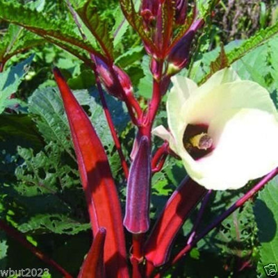 VibeX ® VMR-77 Red-okra Spineless,heirloom Seeds Seed(100 per packet)