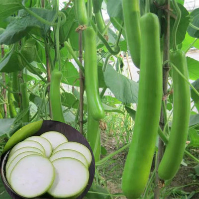 VibeX ® VMR-125 Bottle Gourd Dudhi Sorakaya Lauki Seeds Calabash Seed(50 per packet)