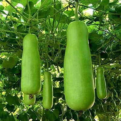 VibeX XLL-35 - Lauki Bottle Gourd Dudhi - (300 Seeds) Seed(300 per packet)