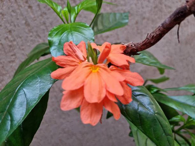 Picante kanakambaram-firecracker-crossandra Seed(37 per packet)