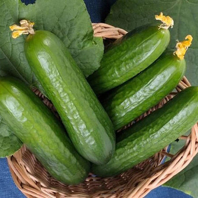 CYBEXIS Non-GMO Cucumber Seeds 500 Seeds Seed(500 per packet)
