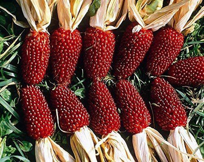 VibeX ® RXI-573 Ornamental Corn Red Seeds Seed(500 per packet)