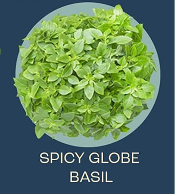 WILLVINE XLR-32 Spicy Globe Basil Seeds Seed(1000 per packet)