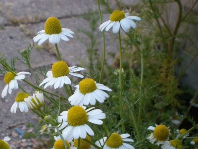 CYBEXIS HUA-48 - Roman Chamomile Herb - (2250 Seeds) Seed(2250 per packet)