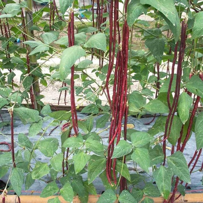 CRGO BEANS Seed(65 per packet)