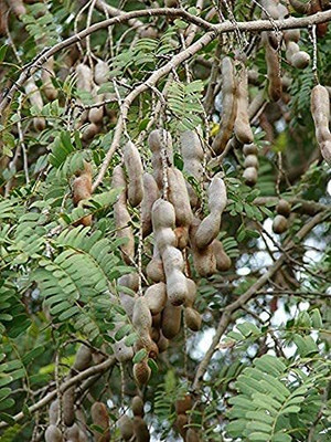 Aywal IMLI Seed(3 g)