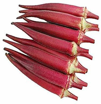 KANAYA Red Okra Red Ladies Finger Seed(525 per packet)