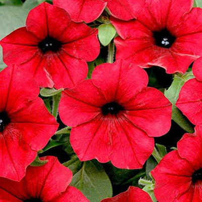 WILLVINE LXI-390 PETUNIA RED FLOWER SEEDS Seed(50 per packet)