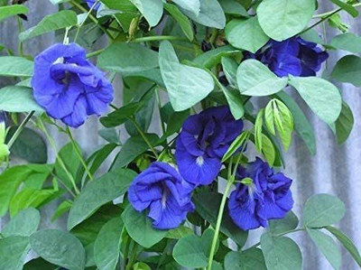 CYBEXIS LX-81 - Blue Butterfly Pea - (100 Seeds) Seed(100 per packet)