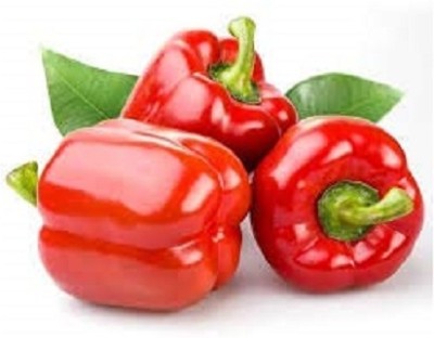 Qualtivate PUA-6A Hybrid Red Capsicum Seeds Seed(100 per packet)