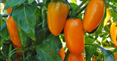 KANAYA Moti Mirch/Pepper Green Hybrid Seed(300 per packet)