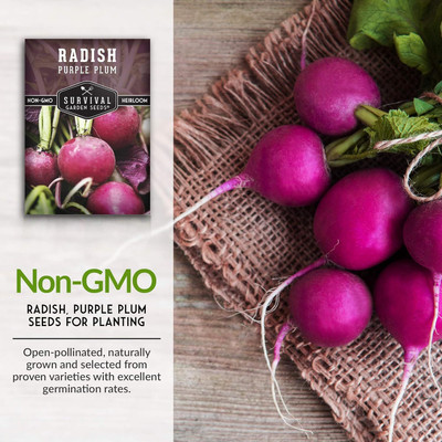 Qualtivate RES-8A Purple Plum Radish Seeds Seed(300 per packet)