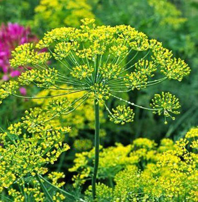 WILLVINE LXI-47 Bouquet Dill Herb Seeds Seed(500 per packet)