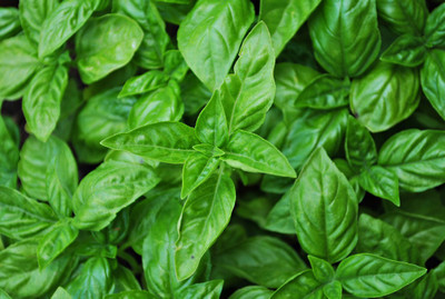 XEFRA Large Italian Basil Seed(50 per packet)