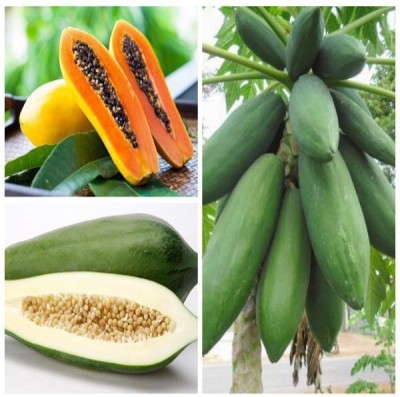 Quentova Florida Red Royale Papaya Seeds-KWI-8M Seed(40 per packet)