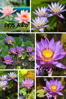 DEYS AGRO ™ japanese bonsai lotus seeds,mix japanese lotus flower seeds Seed(7 per packet)