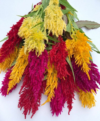 ZIXA Century Plume Celosia Mixture Seed(150 per packet)