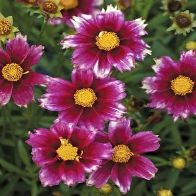 Lorvox Coreopsis Mix Color Flower Seed(40 per packet)