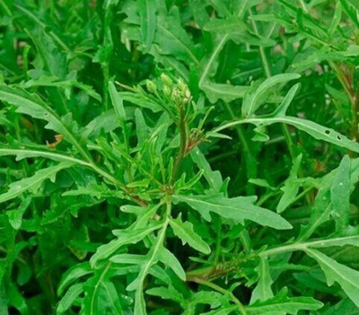 CEZIUS Arugula Organic Rocket Herb Seed(100 per packet)