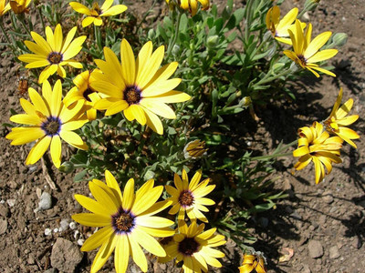 VibeX XL-29 - F1 African Daisy - Yellow - (60 Seeds) Seed(60 per packet)