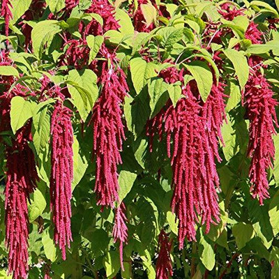 Epazo Amaranthus Mixed Color Hybrid Flower Seeds For All Season Seed(94 per packet)