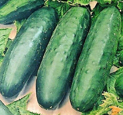 CYBEXIS Cucumber Seeds Mini 2000 Seeds Seed(2000 per packet)