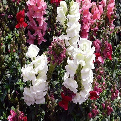 CRGO ANTIRRHINUM Seed(125 per packet)