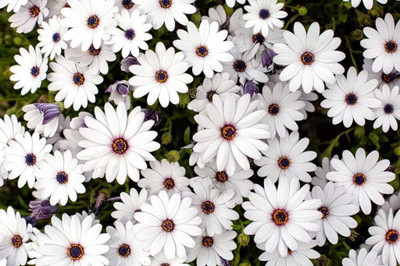 Aywal Dimorphotheca Seeds Early Variety Seed(110 per packet)