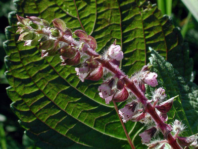 VibeX ® VXI-48 Red Shiso (Perilla frutescens) Seed(300 per packet)
