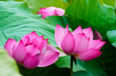 ErTh lotus,kamal gatta Seed(15 per packet)